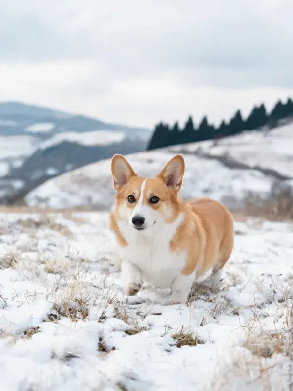 雪地山野中短毛威尔士柯基犬奔跑场景
