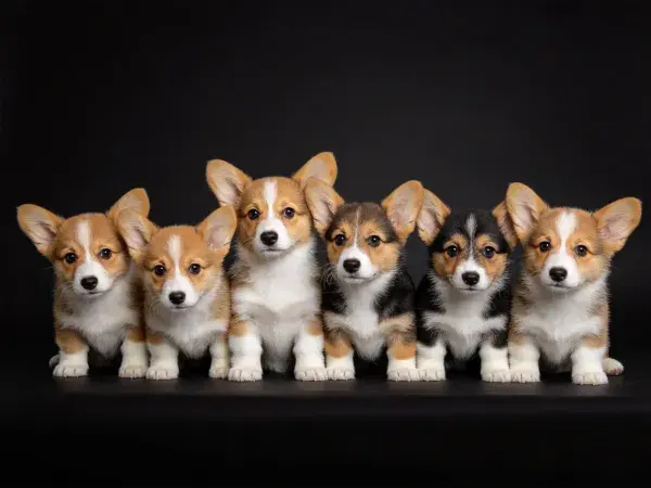 黑色背景下的柯基幼犬群像