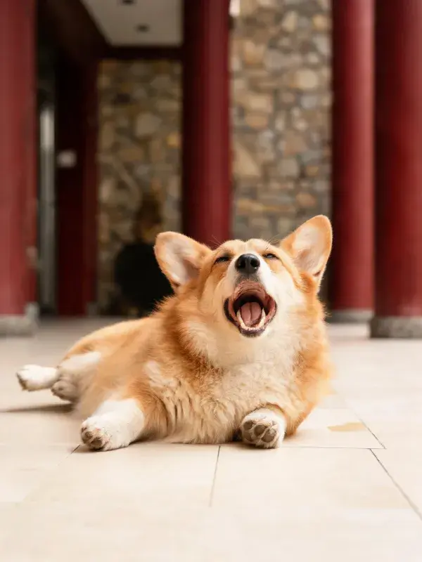 红柱旁打哈欠的柯基犬
