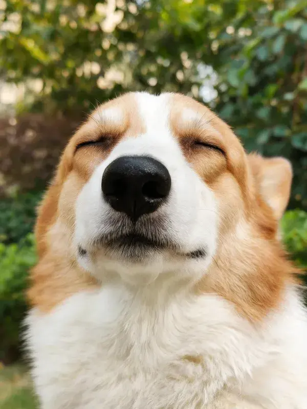 特写镜头下的柯基犬闭眼姿态