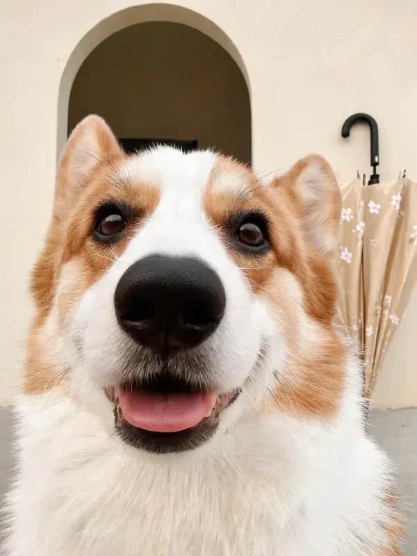 建筑物前的柯基犬张望
