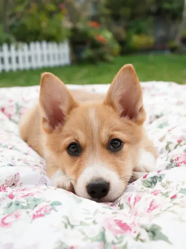 威尔士柯基犬趴卧在户外布垫上