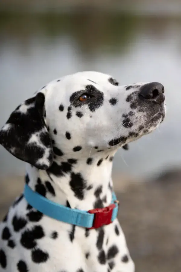 大麦町犬仰望户外场景