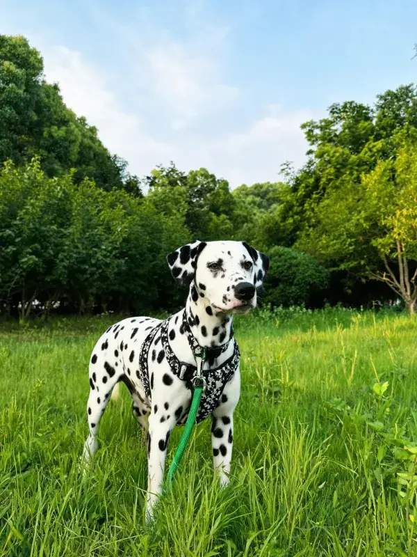草地中的达尔马提犬特写
