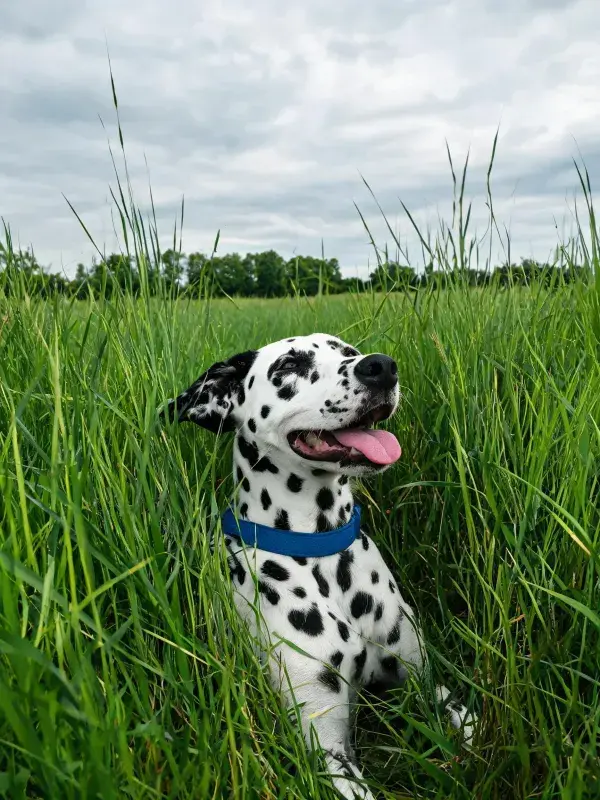 大麦町犬于草地休憩瞬间