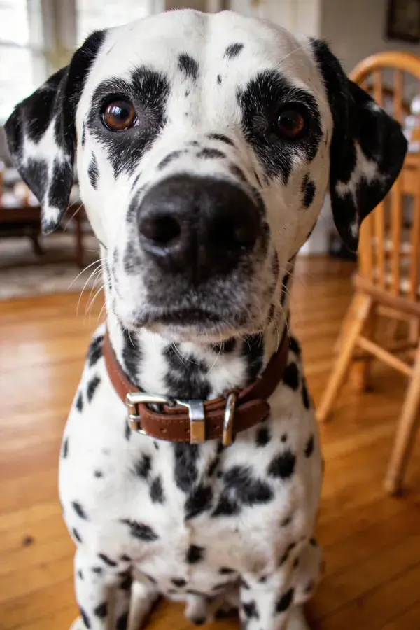 达尔马提犬特写呈现黑白纹理