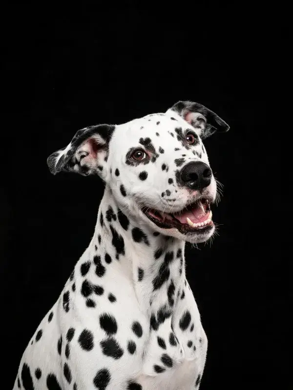 特写拍摄一只大麦町犬