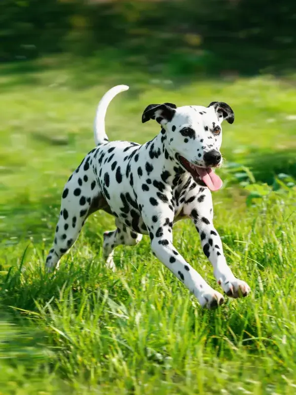 阳光草地上的斑点犬奔跑场景