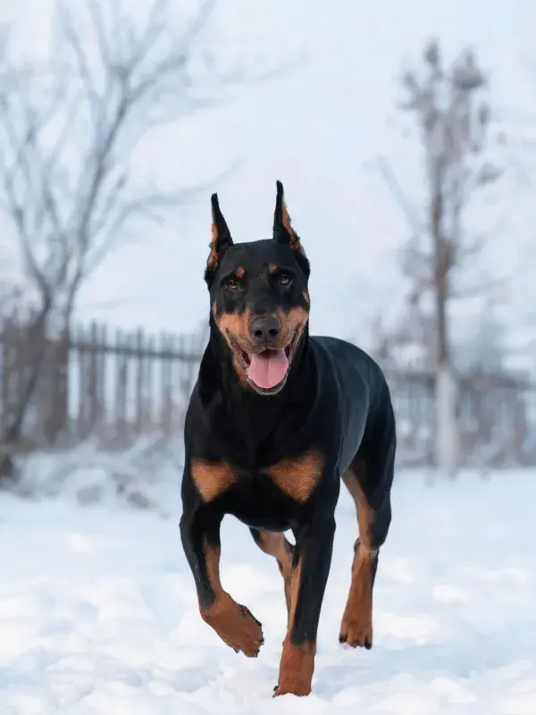 雪地中奔跑的杜宾犬场景
