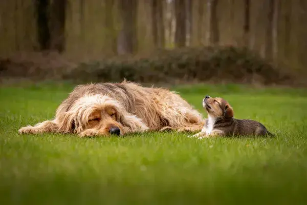 森林边缘草地上的金毛寻回犬与小犬互动场景