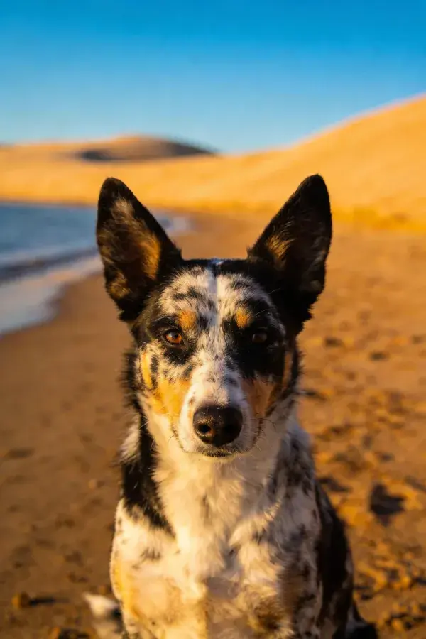 沙地上的斑点牧牛犬特写