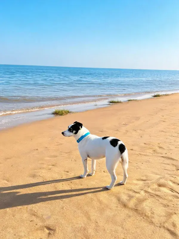 沙滩上观察海景的黑白短毛犬