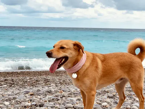沙滩上的短毛家犬站立姿态