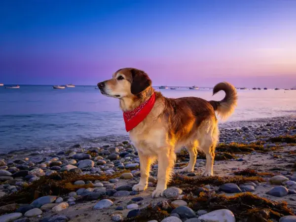 海滩边红围巾金毛寻回犬站立场景