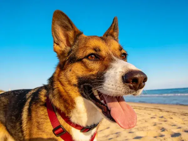 沙滩上张嘴喘息的中型混血犬