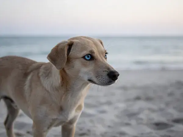 海滩上蓝眼睛混种犬的凝视瞬间