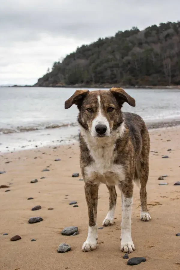 海滩沙地上的棕白相间混血犬