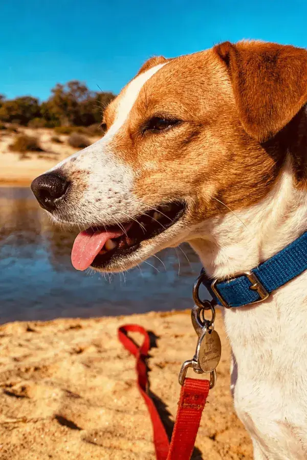 阳光下沙滩边吐舌的杰克罗素梗犬