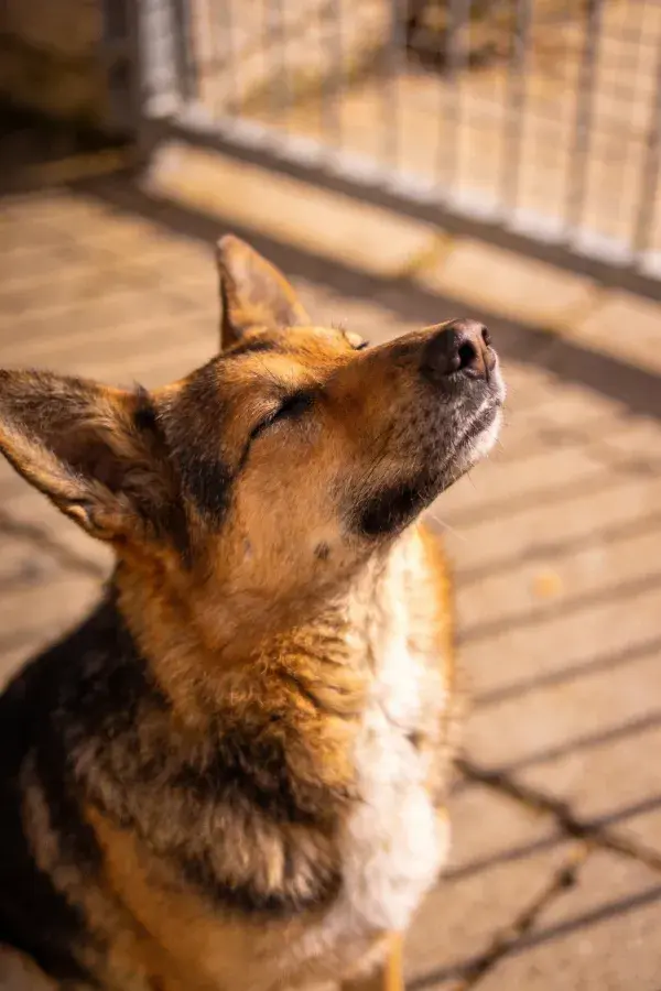 德国牧羊犬抬头特写场景