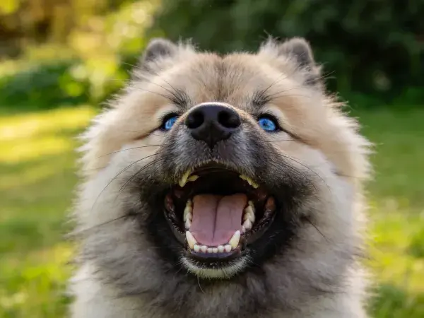 草地上的荷兰毛狮犬特写