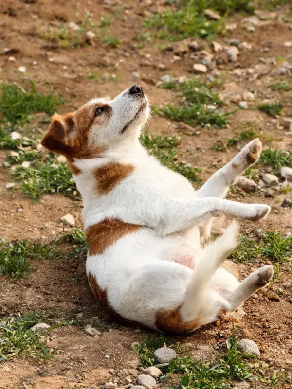 露天场地中小型杰克罗素梗犬的动态姿态