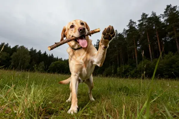黄色拉布拉多猎犬草地持木场景