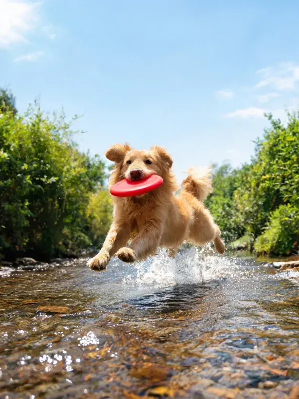 溪流旁跳跃的金毛寻回犬
