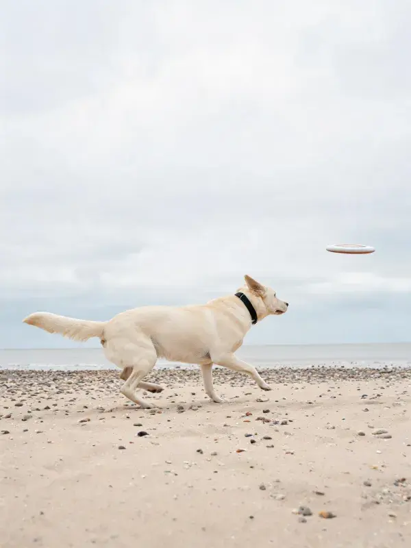 沙滩上拉布拉多犬追逐飞盘场景