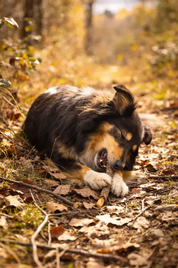森林落叶间玩树枝的混血边境牧羊犬