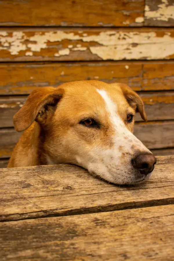 陈旧木板旁的混血犬休憩景象