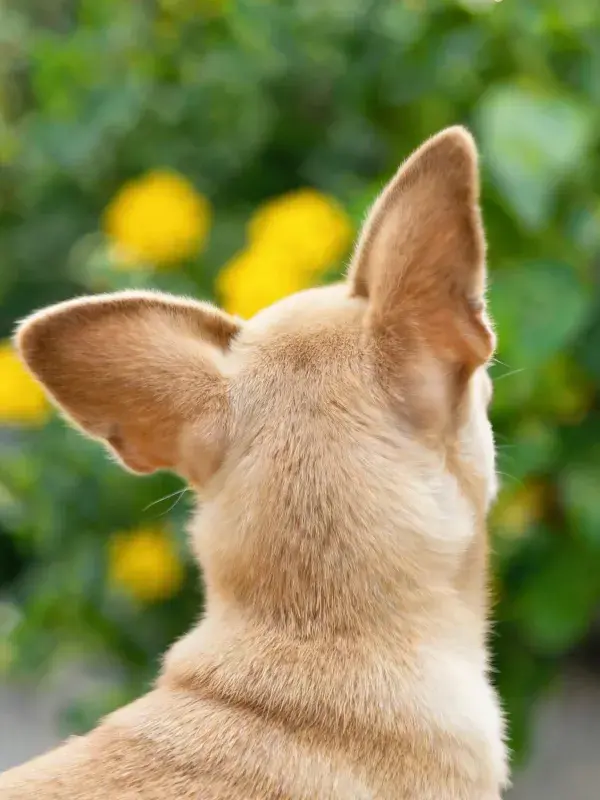 浅棕色吉娃娃犬凝视花园花卉