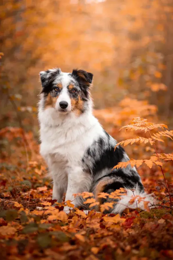 秋日落叶间三色澳大利亚牧羊犬