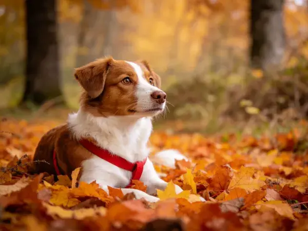 秋日落叶中的边境牧羊犬混种犬场景