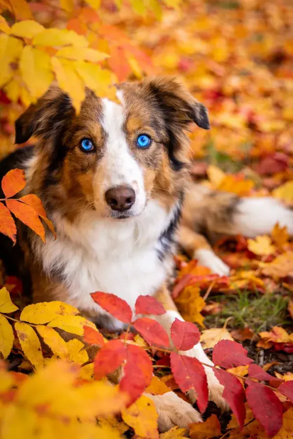 澳大利亚牧羊犬躺在秋叶间场景