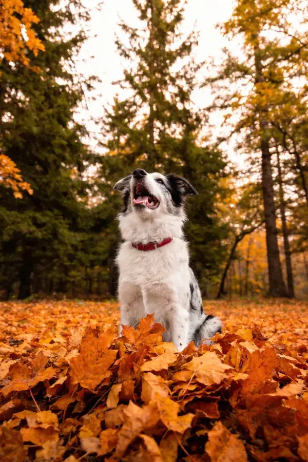 秋日林间落叶中的黑白边境牧羊犬