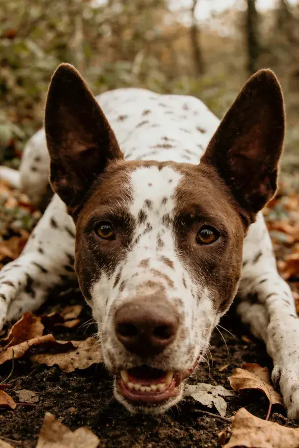 阳光下斑点牧牛犬卧于落叶间