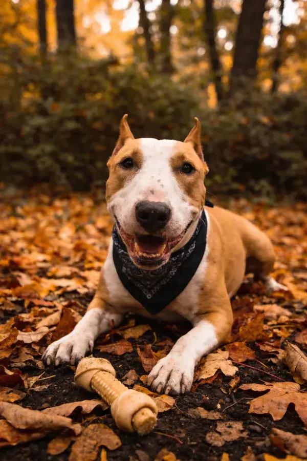 牛头梗犬卧于秋林落叶间