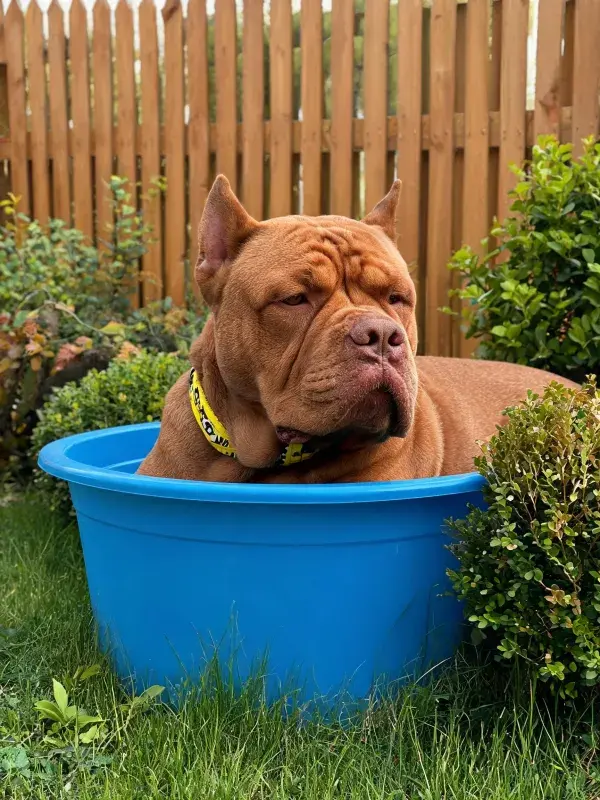庭院中蓝盆里的波尔多犬