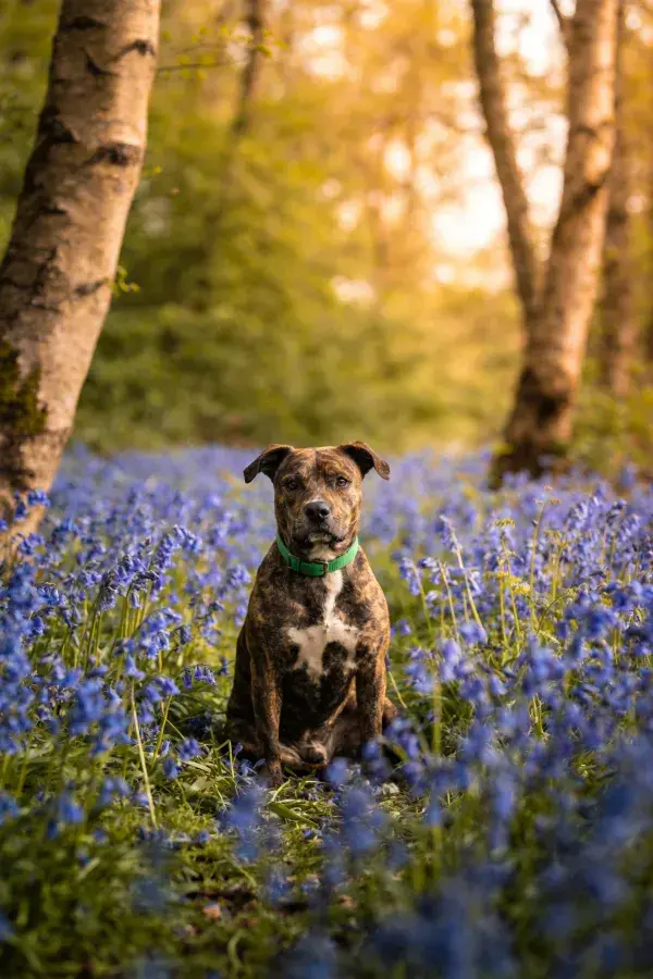 森林蓝铃花丛中的斑纹混血犬