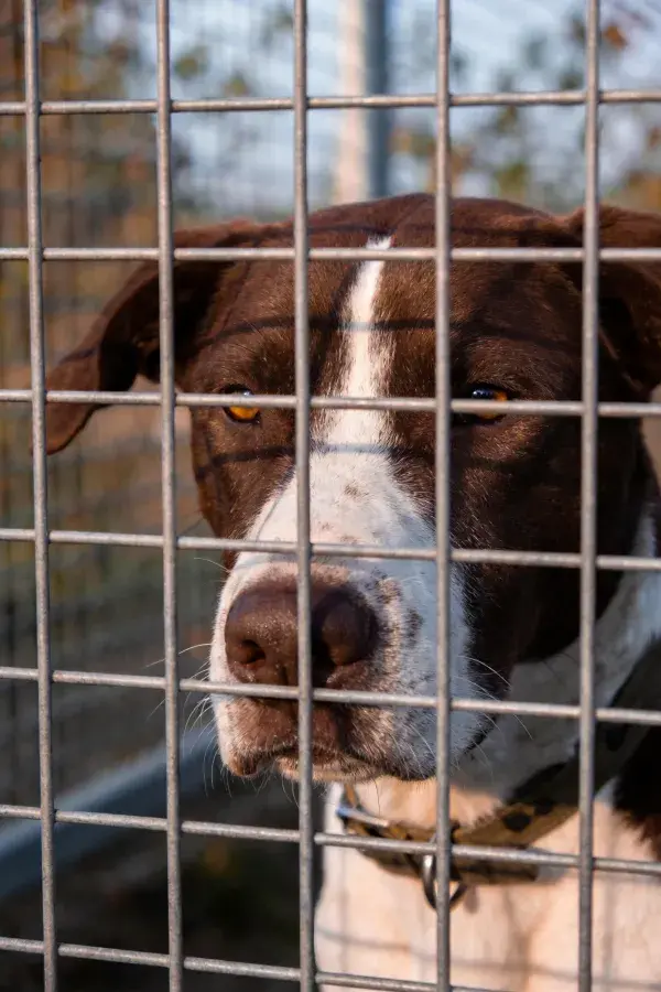铁栏后棕白相间的指示猎犬特写