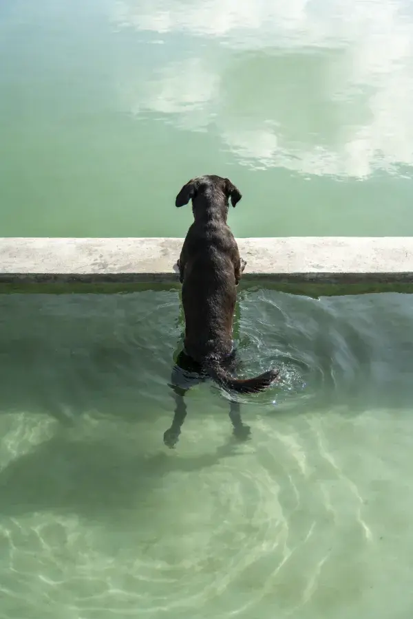 阶梯水域间短毛家犬伫立的特写画面