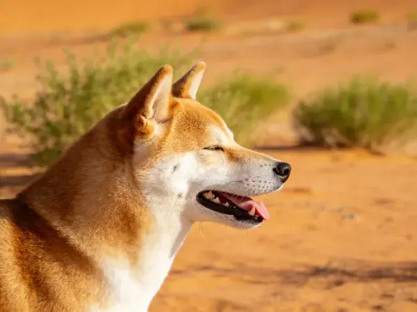 沙漠中澳大利亚野犬张嘴姿态