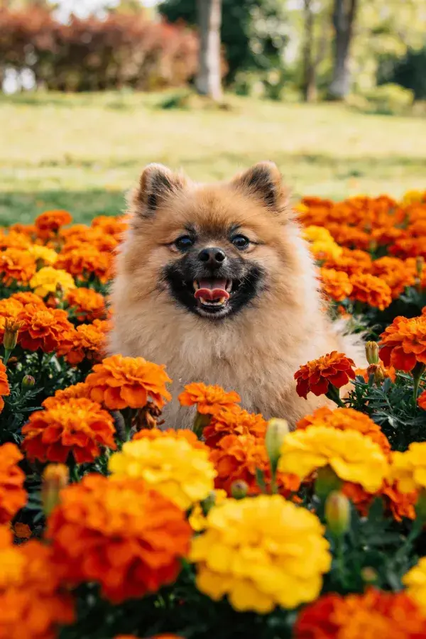 博美犬于花丛间的户外场景