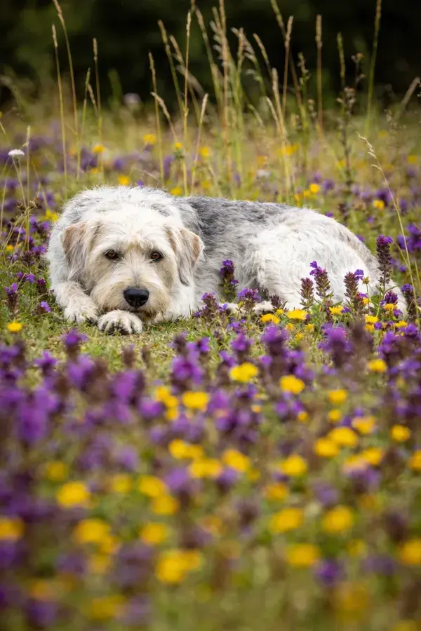 花丛中休息的长卷毛小型犬