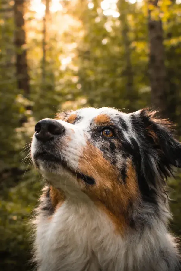 森林暖光下澳洲牧羊犬特写