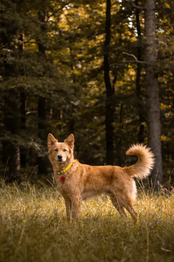 阳光下的森林草地混种犬特写
