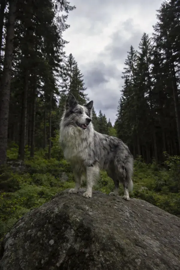 青林岩石上的蓝斑边境牧羊犬