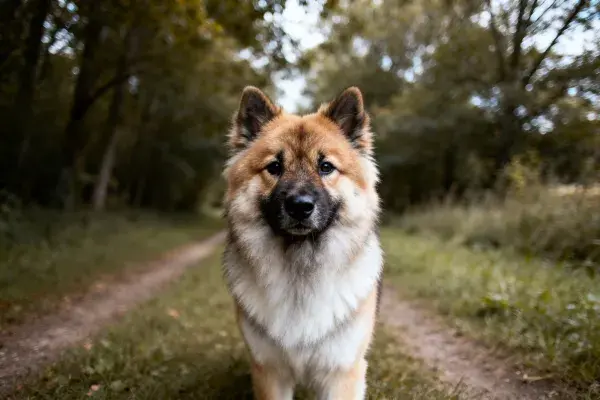 北方猎犬在林间小径特写