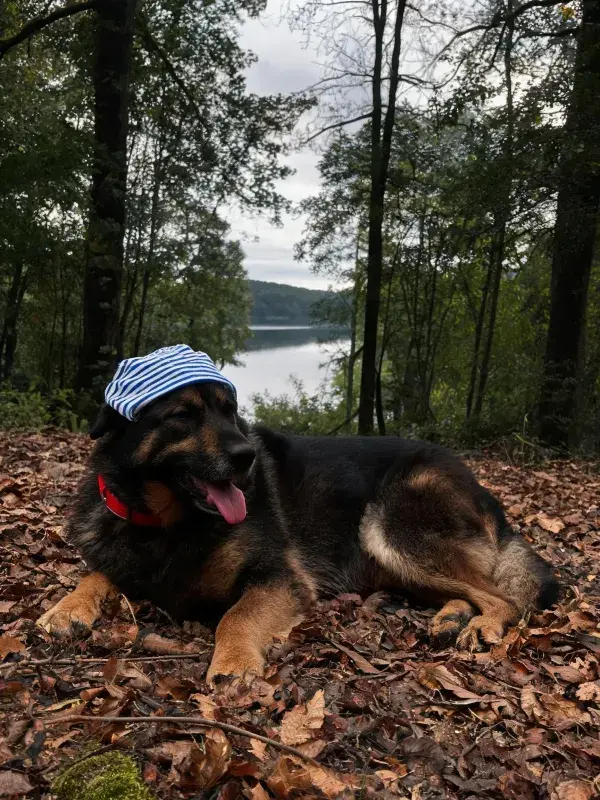 德国牧羊犬林间落叶处休憩场景