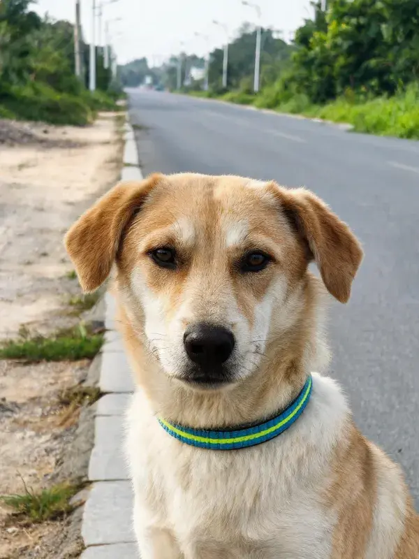 马路旁黄白相间混种犬的瞬间
